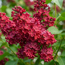 Red Lilac Flower Seeds for Garden Planting