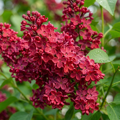 Red Lilac Flower Seeds for Garden Planting