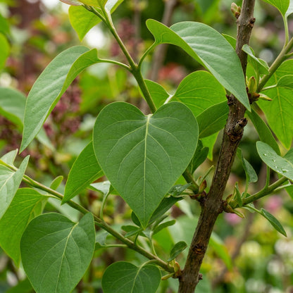 Red Lilac Flower Seeds for Garden Planting