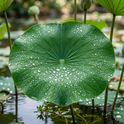 Red Lotus Flower Seeds for Planting