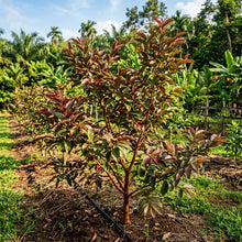 Red Malaysian Guava Seeds for Planting