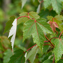 Red Maple Seeds Acer rubrum – Ornamental Shade Tree Seeds for Planting