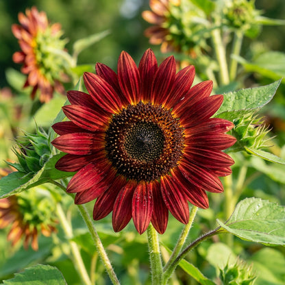 Red Mini Sunflower Seeds for Garden Planting
