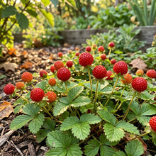 Red Mock Strawberry Seeds for Planting