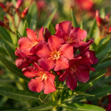 Red Oleander Flower Seeds for Planting
