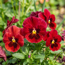 Red Pansy Flower Seeds For Planting