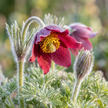 Pulsatilla Vulgaris Rosen Glocke Rubra Seeds