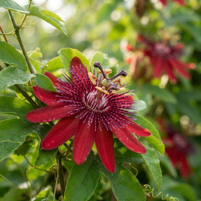 Red Passion Flower Seeds for Planting