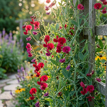 Lathyrus Sphaericus Pea Flower Seeds For Planting