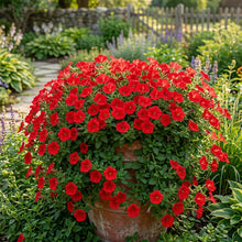 Petunia Easy Wave Pelleted Red Seeds For Planting