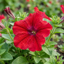 Petunia Easy Wave Pelleted Red Seeds For Planting