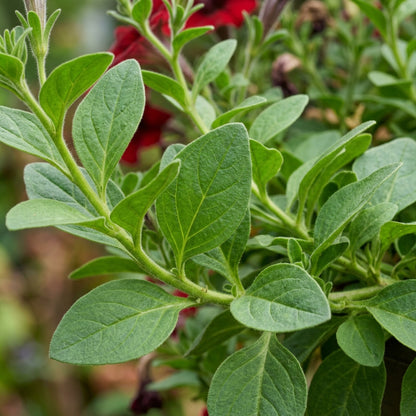 Scarlet Red Petunia Seeds for Planting