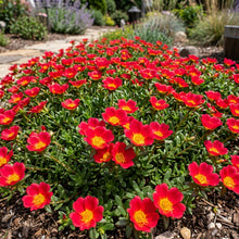 Red Portulaca Flower Seeds For Planting