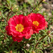Red Portulaca Flower Seeds For Planting
