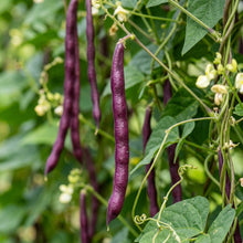 Yardlong Bean Seeds (Vigna unguiculata) – Red Purple Asparagus Bean Seeds