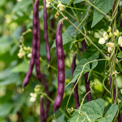 Yardlong Bean Seeds (Vigna unguiculata) – Red Purple Asparagus Bean Seeds