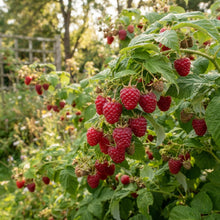Red Raspberry Seeds for Planting