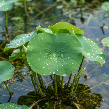 Red Rose Lotus Flower Seeds - Lotus Flower Seeds for Garden