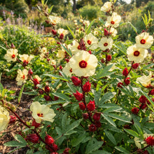 Red Roselle Flower Seeds for Planting