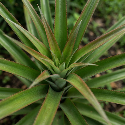 Red Spanish Pineapple Seeds for Planting