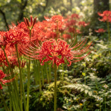Red Spider Lily Lycoris radiata Seeds for Planting