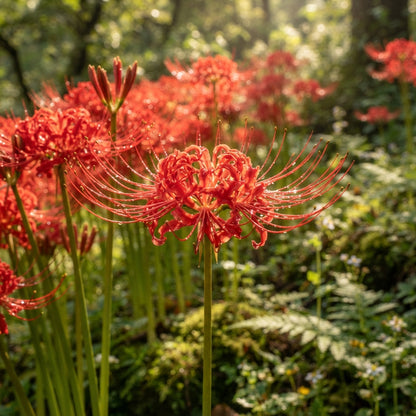 Red Spider Lily Lycoris radiata Seeds for Planting