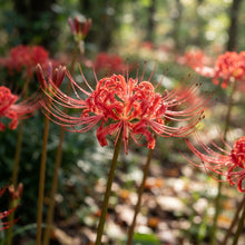 Red Spider Lily Lycoris radiata Seeds for Planting