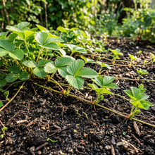 Red Mock Strawberry Seeds for Planting