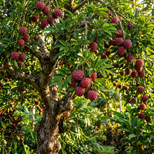 Red Sugar Apple Seeds for Planting