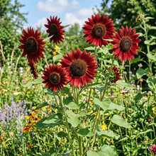 Red Sunflower Seeds For Planting