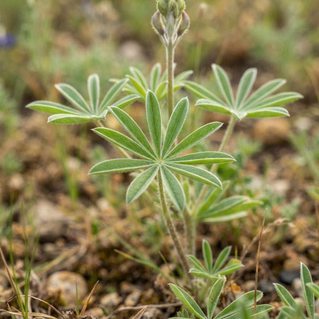 Maroon Red Texas Bluebonnet Seeds for Planting