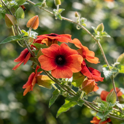 Red Thunbergia alata Flower Seeds for Planting