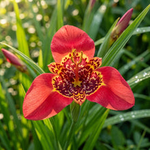 Red Tigridia pavonia (Mexican Tiger Flower) Seeds for Planting
