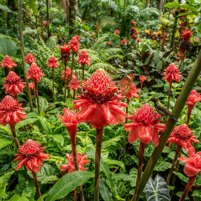 Red Torch Ginger Flower Seeds for Planting