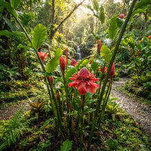 Red Torch Ginger Flower Seeds for Planting