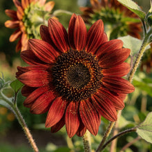 Red Velvet Queen Sunflower Seeds – Deep Red Blooms