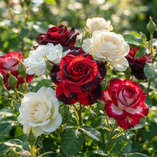 Rare Red White and Black Hybrid Rose Flower Seeds - Rose Seeds for Garden