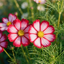 Red White Cosmos Flower Seeds For Planting