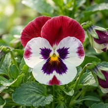 Red White Pansy Flower Seeds For Planting