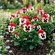 Red White Pansy Flower Seeds For Planting