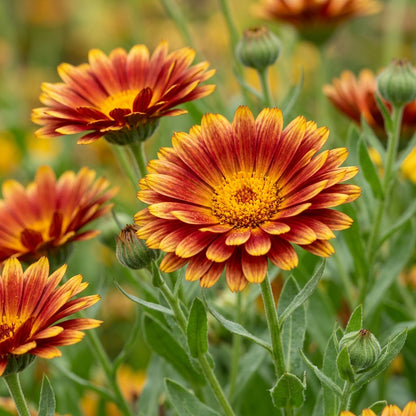Red Yellow Calendula Flower Seeds For Planting