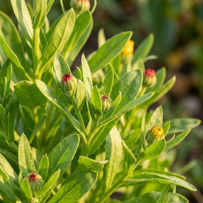 Red Yellow Calendula Flower Seeds For Planting