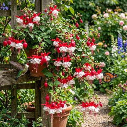 Red and White Fuchsia Flower Seeds for Planting