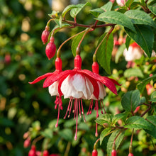 Red and White Fuchsia Flower Seeds for Planting