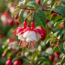 Red and White Fuchsia Flower Seeds for Planting