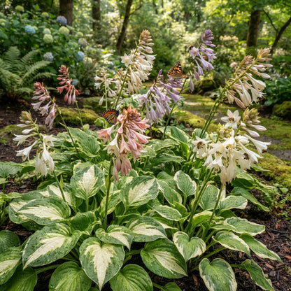 Red and White Hosta Seeds for Planting
