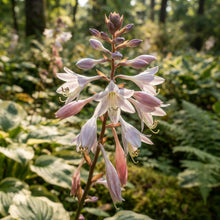 Red and White Hosta Seeds for Planting