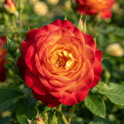 Red and Yellow Rose Flower Seeds for Garden Planting