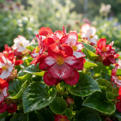 Red White Begonia Flower Seeds - Bicolor Begonia Flower Seeds for Garden