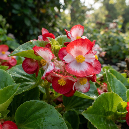 Red White Begonia Flower Seeds - Bicolor Begonia Flower Seeds for Garden